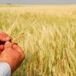Durum Wheat in Farmer's Hands